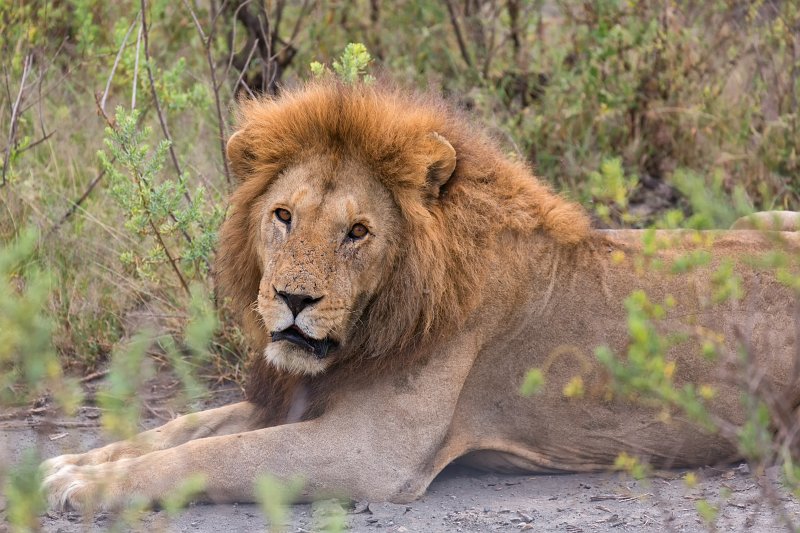 Male Masai Lion, Lake Ndutu Area, Ngorongoro Conservation Area, Tanzania | Ndutu Area - Ngorongoro Conservation Area, Tanzania (IMG_9816.jpg)