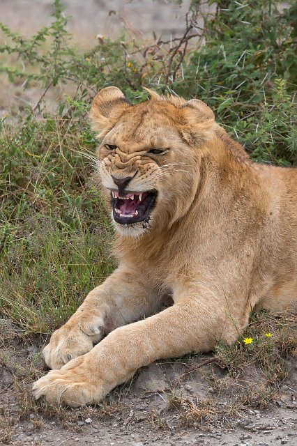 Masai Lioness, Lake Ndutu Area, Ngorongoro Conservation Area, Tanzania | Ndutu Area - Ngorongoro Conservation Area, Tanzania (IMG_9854.jpg)