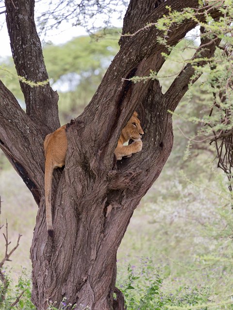 Young Masai Lion on a Tree, Lake Ndutu Area, Ngorongoro Conservation Area, Tanzania | Ndutu Area - Ngorongoro Conservation Area, Tanzania (IMG_9862.jpg)