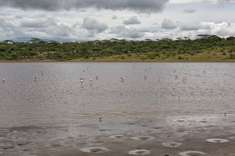 Greater Flamingos, Lake Ndutu, Ngorongoro Conservation Area, Tanzania | Ndutu Area - Ngorongoro Conservation Area, Tanzania (IMG_9951.jpg)