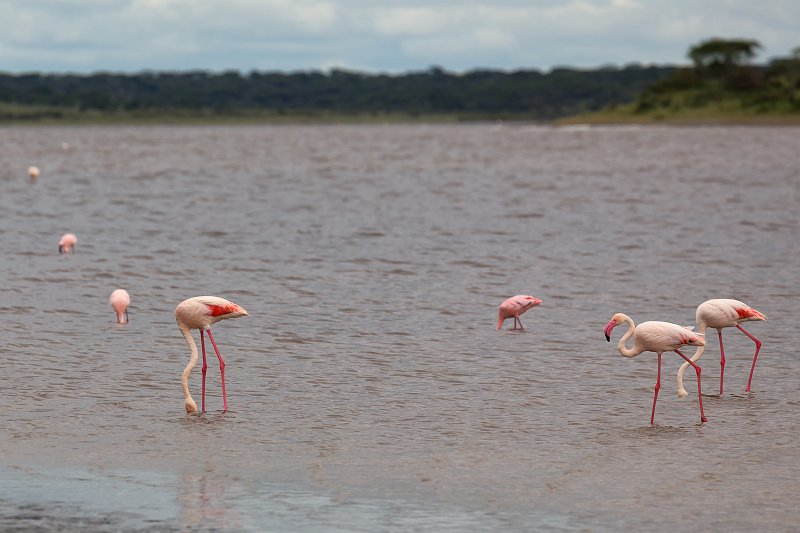 Greater Flamingos, Lake Ndutu, Ngorongoro Conservation Area, Tanzania | Ndutu Area - Ngorongoro Conservation Area, Tanzania (IMG_9962.jpg)