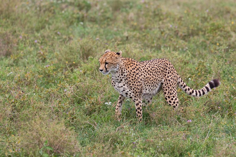Young Tanzanian Cheetah, Lake Ndutu Area, Ngorongoro Conservation Area, Tanzania | Ndutu Area - Ngorongoro Conservation Area, Tanzania (IMG_9979.jpg)