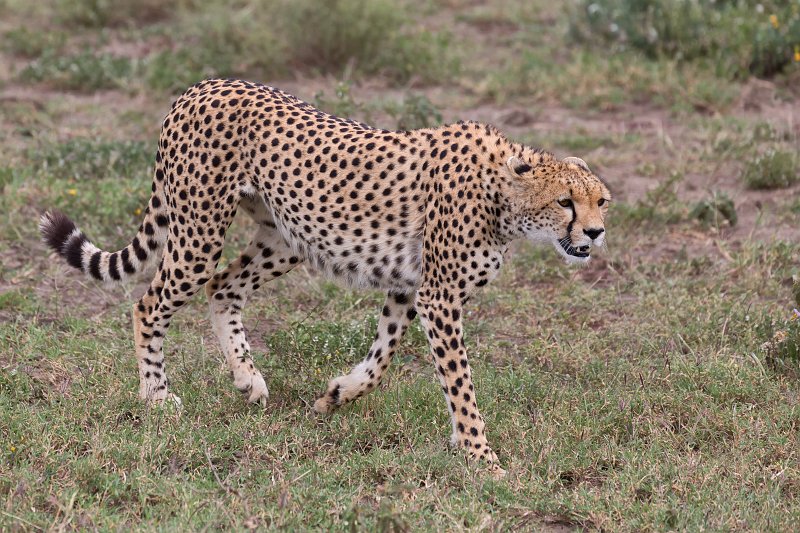 Female Tanzanian Cheetah, Lake Ndutu Area, Ngorongoro Conservation Area, Tanzania | Ndutu Area - Ngorongoro Conservation Area, Tanzania (IMG_9985.jpg)