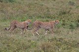 Mother Tanzanian Cheetah and her Young, Lake Ndutu Area, Tanzania