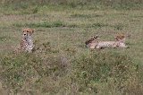 Tanzanian Cheetahs, Lake Ndutu Area, Ngorongoro Conservation Area, Tanzania