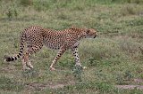 Female Tanzanian Cheetah, Lake Ndutu Area, Ngorongoro Conservation Area, Tanzania