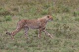 Young Tanzanian Cheetah, Lake Ndutu Area, Ngorongoro Conservation Area, Tanzania