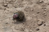 Dung Beetle, Lake Ndutu Area, Ngorongoro Conservation Area, Tanzania