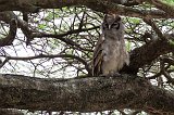 Verreaux's Eagle-Owl, Lake Ndutu Area, Ngorongoro Conservation Area, Tanzania