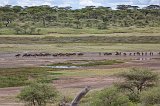 Wildebeest Stampede, Lake Ndutu Area, Ngorongoro Conservation Area, Tanzania 