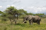 African Bush Elephant, Lake Ndutu Area, Ngorongoro Conservation Area, Tanzania 