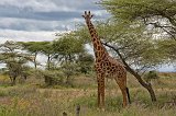 Masai Giraffe, Lake Ndutu Area, Ngorongoro Conservation Area, Tanzania 