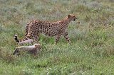 Female Tanzanian Cheetah and Cubs, Lake Ndutu Area, Tanzania