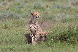 Female Tanzanian Cheetah and Cubs, Lake Ndutu Area, Tanzania