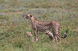 Tanzanian Cheetah and Cubs, Lake Ndutu Area, Ngorongoro Conservation Area, Tanzania