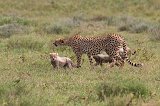 Tanzanian Cheetah Looking for Prey, Lake Ndutu Area, Tanzania