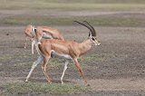 Grant's Gazelle, Lake Ndutu Area, Ngorongoro Conservation Area, Tanzania