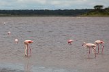 Greater Flamingos, Lake Ndutu, Ngorongoro Conservation Area, Tanzania