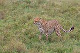Young Tanzanian Cheetah, Lake Ndutu Area, Ngorongoro Conservation Area, Tanzania