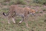 Female Tanzanian Cheetah, Lake Ndutu Area, Ngorongoro Conservation Area, Tanzania