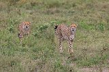 Female Tanzanian Cheetah and her Young, Lake Ndutu Area, Tanzania