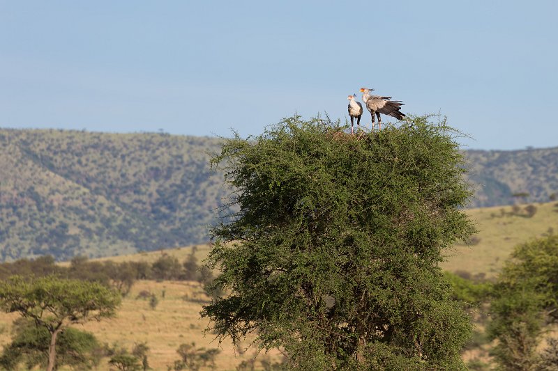 Secretarybirds, Central Serengeti, Tanzania | Serengeti National Park, Tanzania (IMG_0336.jpg)