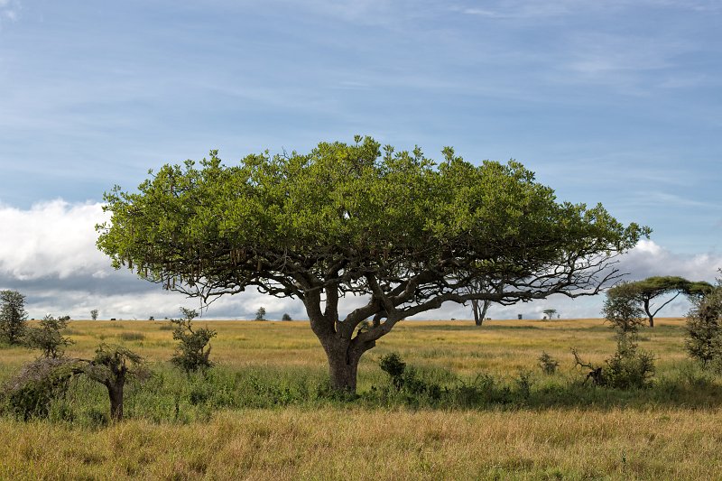 Sausage Tree, Central Serengeti, Tanzania | Serengeti National Park, Tanzania (IMG_0350.jpg)