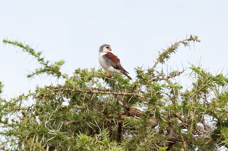 Pygmy Falcon, Central Serengeti, Tanzania | Serengeti National Park, Tanzania (IMG_0376.jpg)