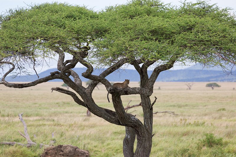 African Leopard on a Tree, Central Serengeti, Tanzania | Serengeti National Park, Tanzania (IMG_0417.jpg)
