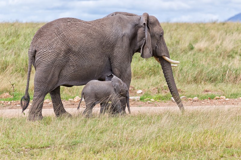 African Bush Elephant and her Baby, Central Serengeti, Tanzania | Serengeti National Park, Tanzania (IMG_0434.jpg)