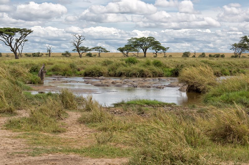 Hippo Pond, Central Serengeti, Tanzania | Serengeti National Park, Tanzania (IMG_0457.jpg)