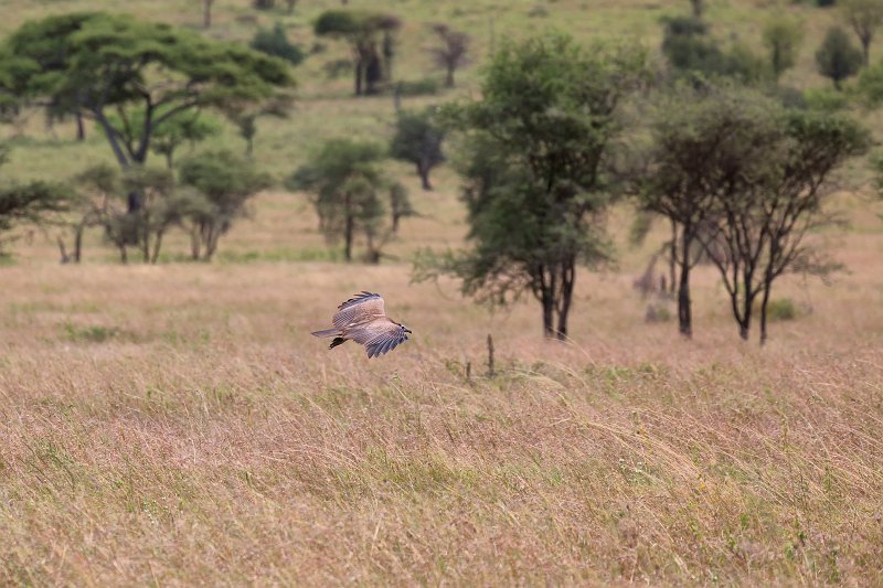 Hooded Vulture, Central Serengeti, Tanzania | Serengeti National Park, Tanzania (IMG_0497.jpg)