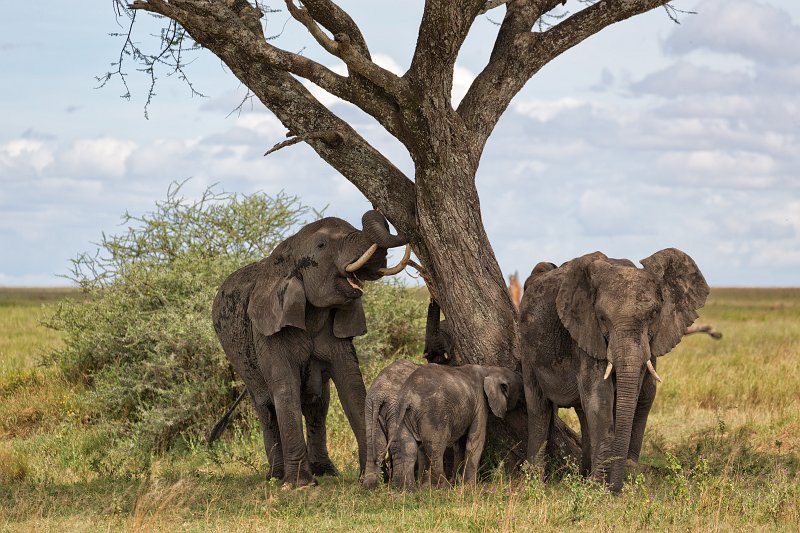 African Bush Elephants, Central Serengeti, Tanzania | Serengeti National Park, Tanzania (IMG_0538.jpg)