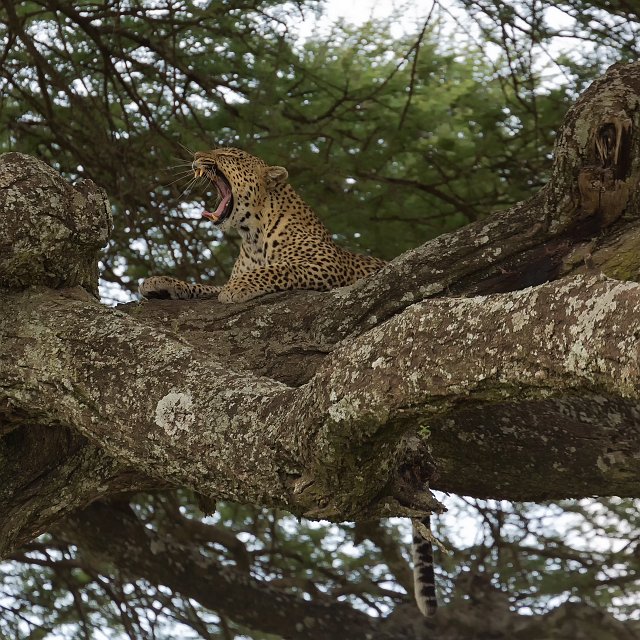 African Leopard Yawning, Central Serengeti, Tanzania | Serengeti National Park, Tanzania (IMG_0581.jpg)