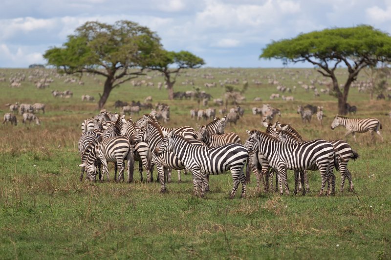Herd of Grant's Zebras, Central Serengeti, Tanzania | Serengeti National Park, Tanzania (IMG_0635.jpg)