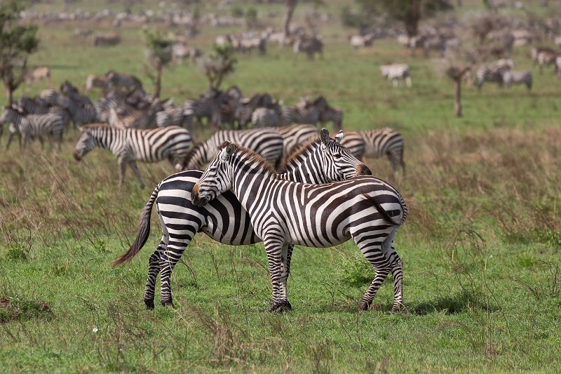 Two Grant's Zebras, Central Serengeti, Tanzania | Serengeti National Park, Tanzania (IMG_0642.jpg)