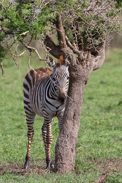 Grant's Zebra Foal, Central Serengeti, Tanzania | Serengeti National Park, Tanzania (IMG_0656.jpg)