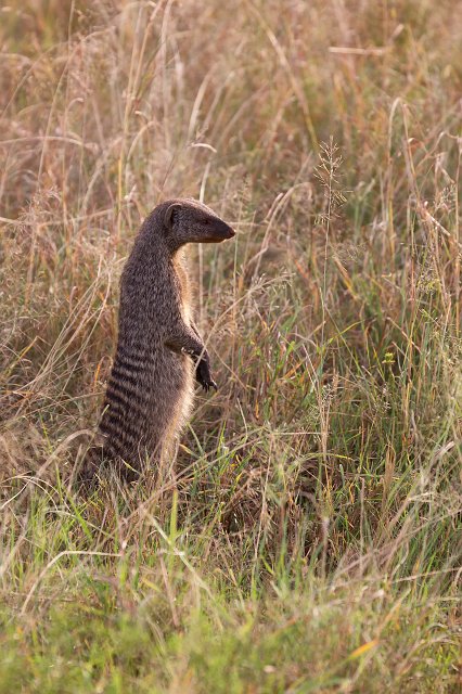 Banded Mongoose, Central Serengeti, Tanzania | Serengeti National Park, Tanzania (IMG_0734.jpg)