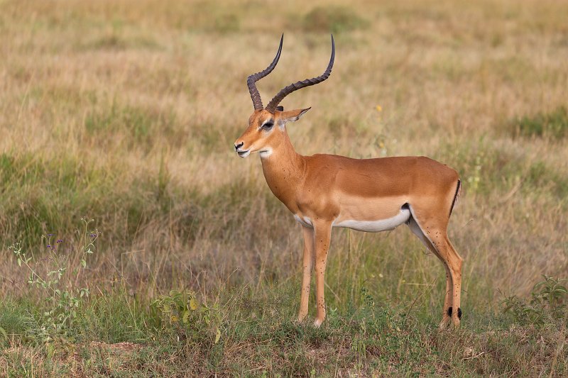Grant's Gazelle, Central Serengeti, Tanzania | Serengeti National Park, Tanzania (IMG_0740.jpg)