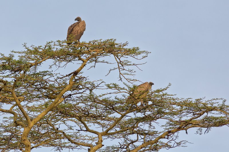 White-Backed Vulture, Central Serengeti, Tanzania | Serengeti National Park, Tanzania (IMG_0757.jpg)