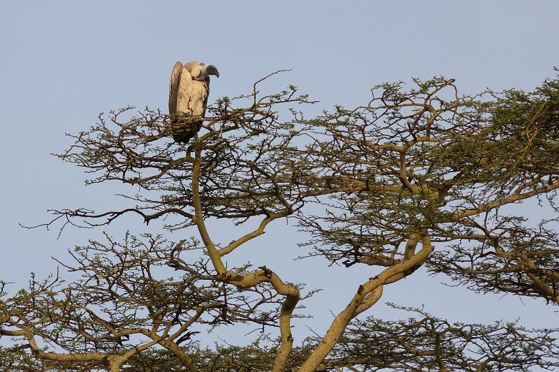 White-Backed Vulture, Central Serengeti, Tanzania | Serengeti National Park, Tanzania (IMG_0758.jpg)