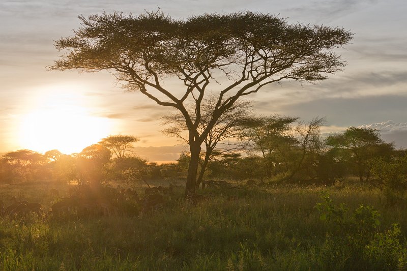 Central Serengeti, Tanzania | Serengeti National Park, Tanzania (IMG_0777_2.jpg)