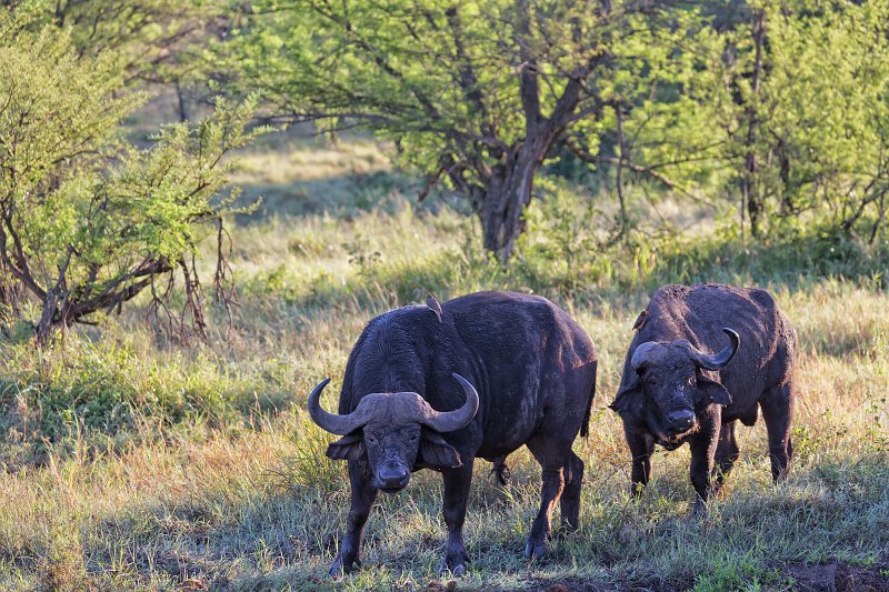 African Buffalos, Central Serengeti, Tanzania | Serengeti National Park, Tanzania (IMG_0806.jpg)