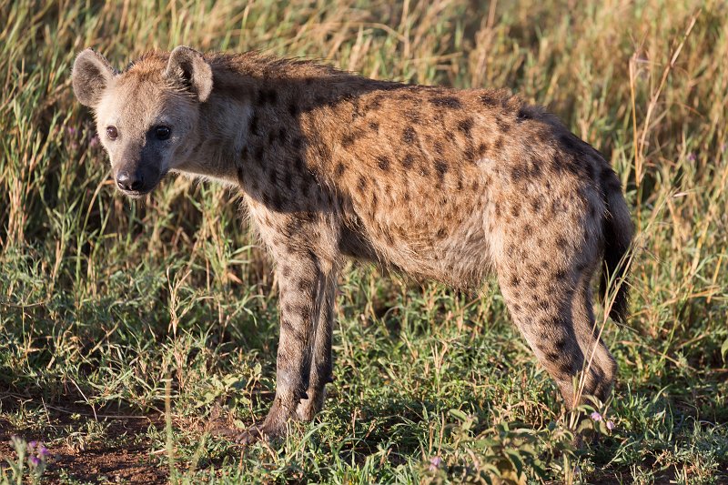 Spotted Hyena, Central Serengeti, Tanzania | Serengeti National Park, Tanzania (IMG_0819.jpg)