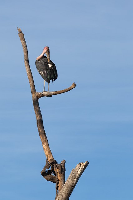 Marabou Stork, Central Serengeti, Tanzania | Serengeti National Park, Tanzania (IMG_0839.jpg)