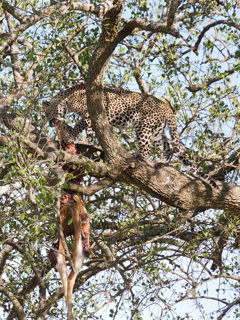 African Leopard and Prey, Central Serengeti, Tanzania | Serengeti National Park, Tanzania (IMG_0876.jpg)