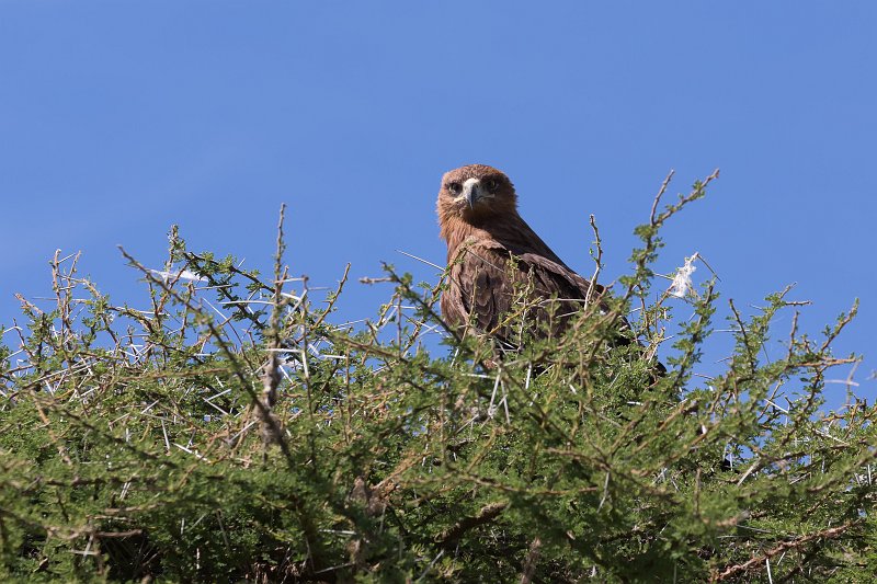 Female Tawny Eagle, Central Serengeti, Tanzania | Serengeti National Park, Tanzania (IMG_0996.jpg)