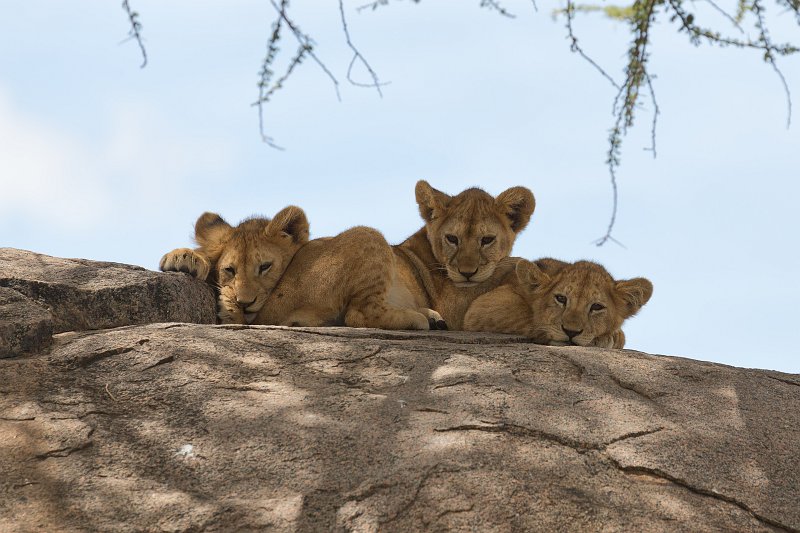Young Masai Lions, Central Serengeti, Tanzania | Serengeti National Park, Tanzania (IMG_1107.jpg)