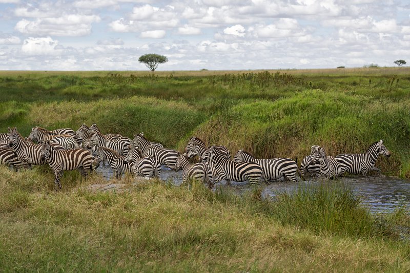 Grant's Zebras, Central Serengeti, Tanzania | Serengeti National Park, Tanzania (IMG_1128.jpg)