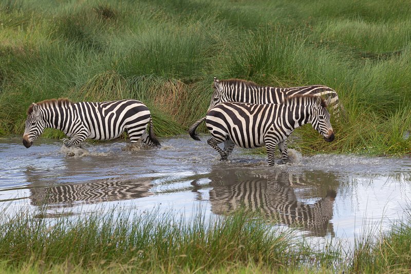 Grant's Zebras, Central Serengeti, Tanzania | Serengeti National Park, Tanzania (IMG_1143.jpg)